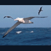 Albatros_str